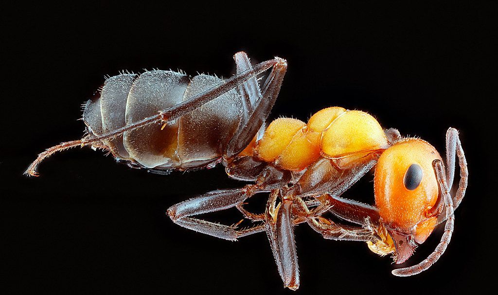 Ant Control service in Boca Raton, FL