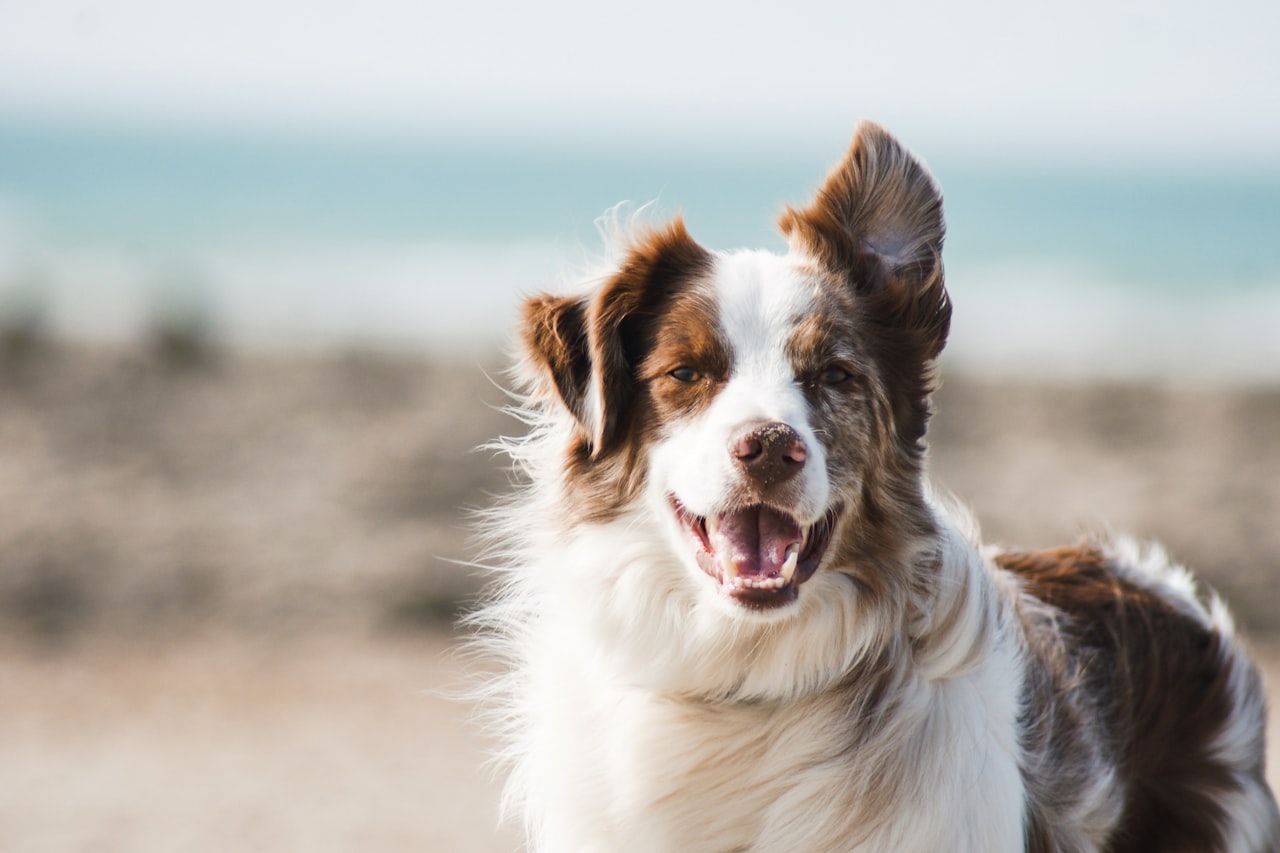 Flea & Tick Control service in Boca Raton, FL