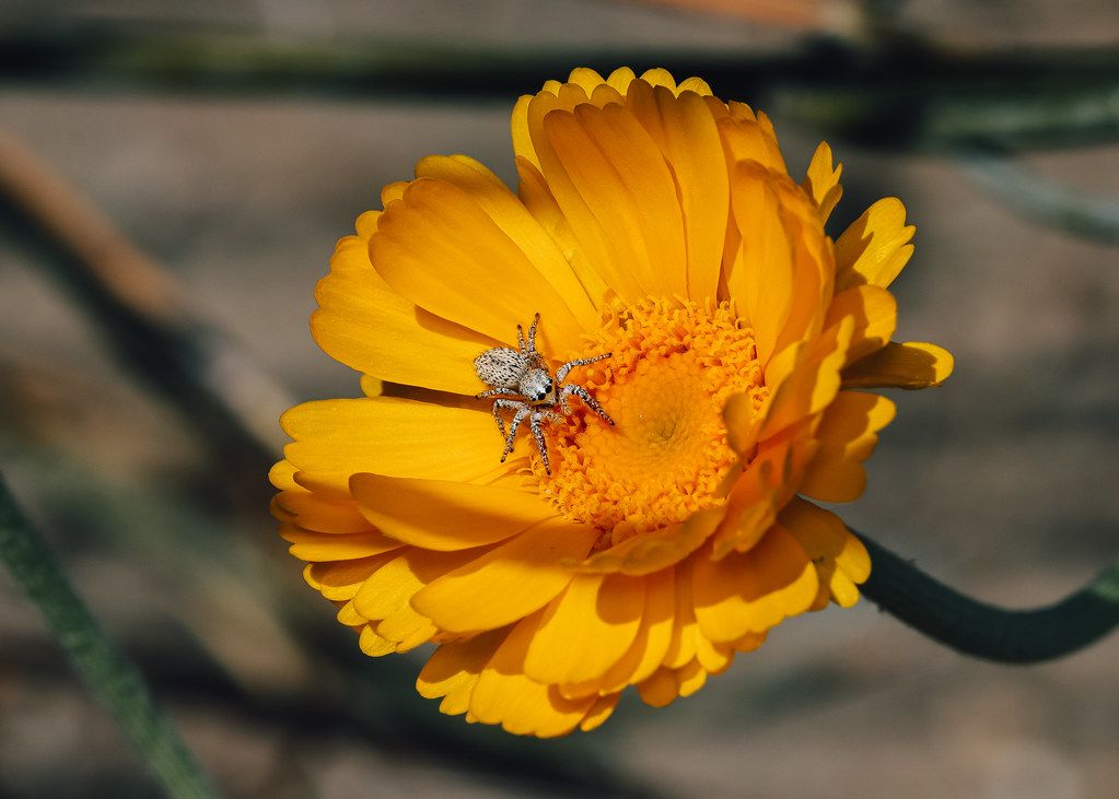 Spider Control service in Boca Raton, FL